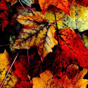 Meet your Posher, Tasha